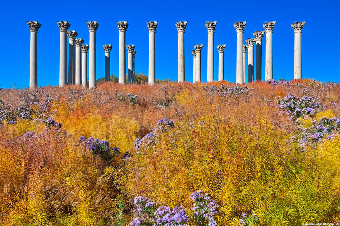 Like an ancient ruin rising from the D.C. soil, the lonely old Capitol Columns now stand sentinel over the National Arboretum's floral blooms.